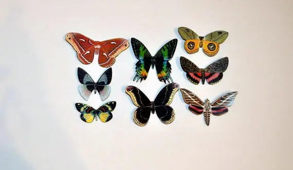 Moth Magnets DougWalpusArtStudio