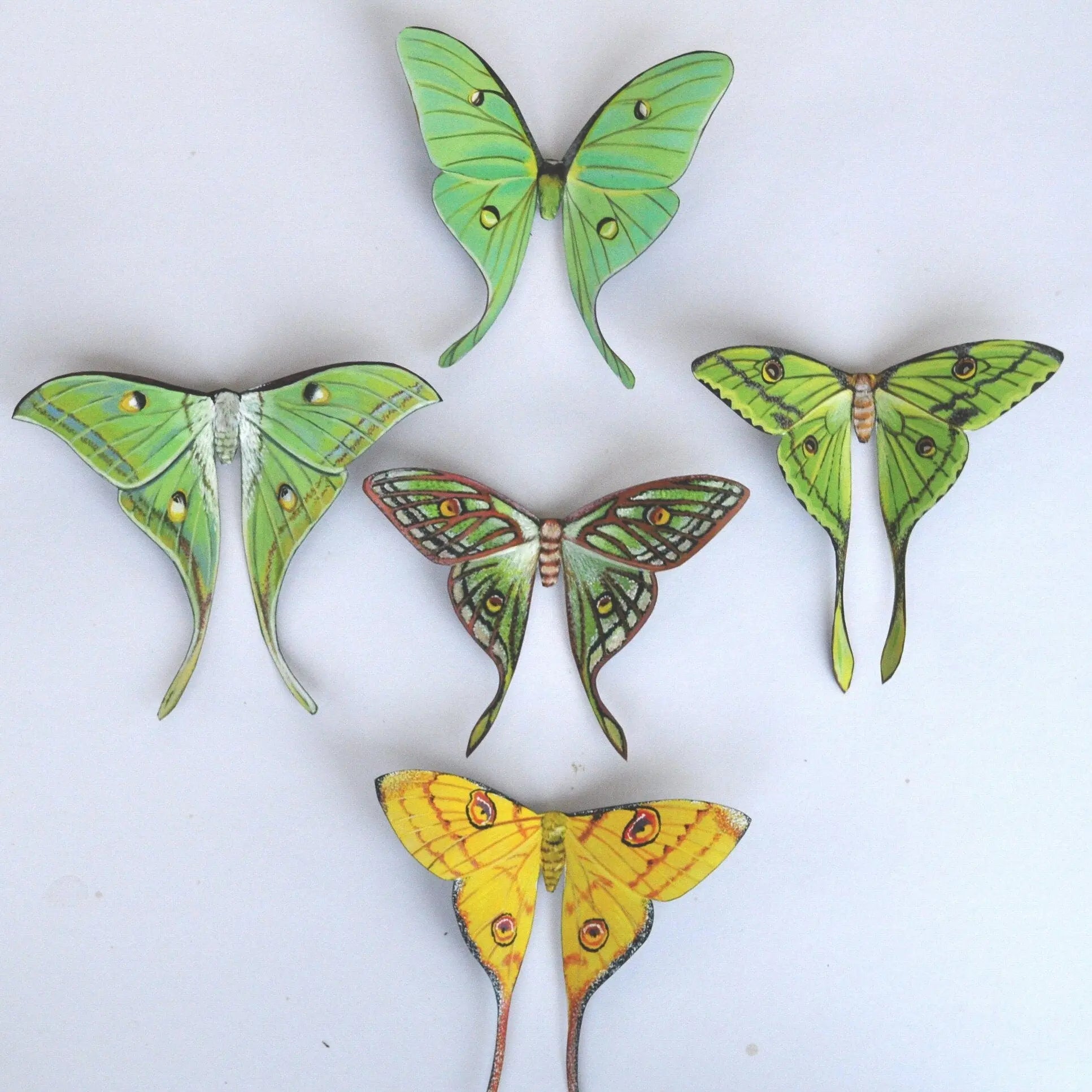 Moth Magnets set of 5 DougWalpusArtStudio