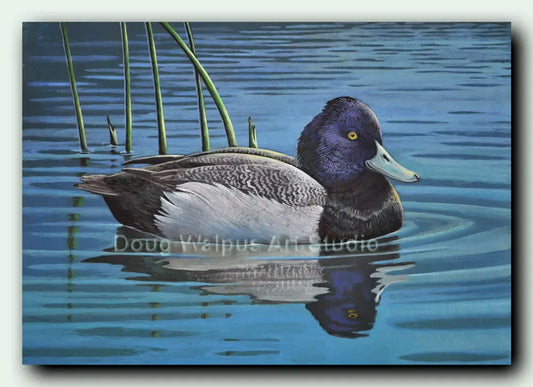 Original Lesser Scaup Duck Painting DougWalpusArtStudio