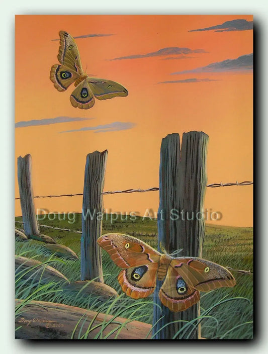 Polyphemus moth art print DougWalpusArtStudio