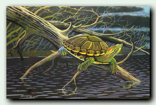 Red-eared slider turtle art print DougWalpusArtStudio