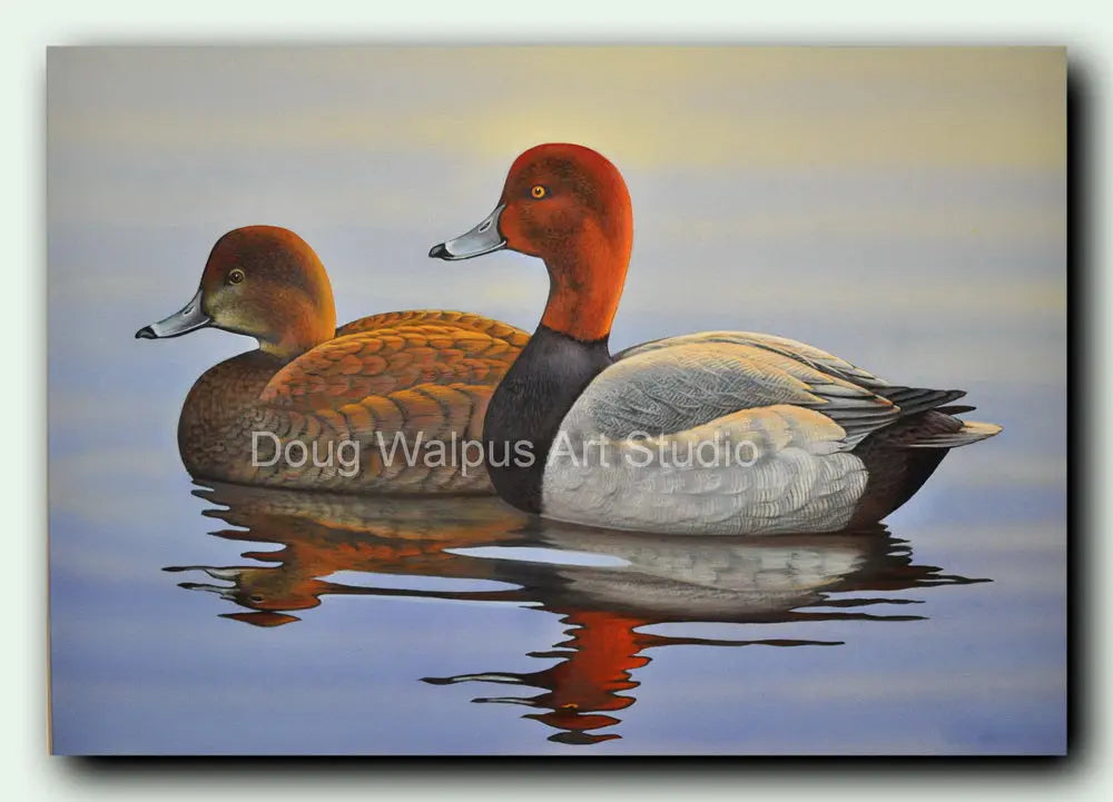 Redhead duck art print DougWalpusArtStudio