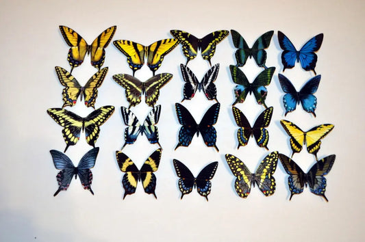 Refrigerator Magnets, Butterfly Swallowtail Magnets set of 20 DougWalpusArtStudio